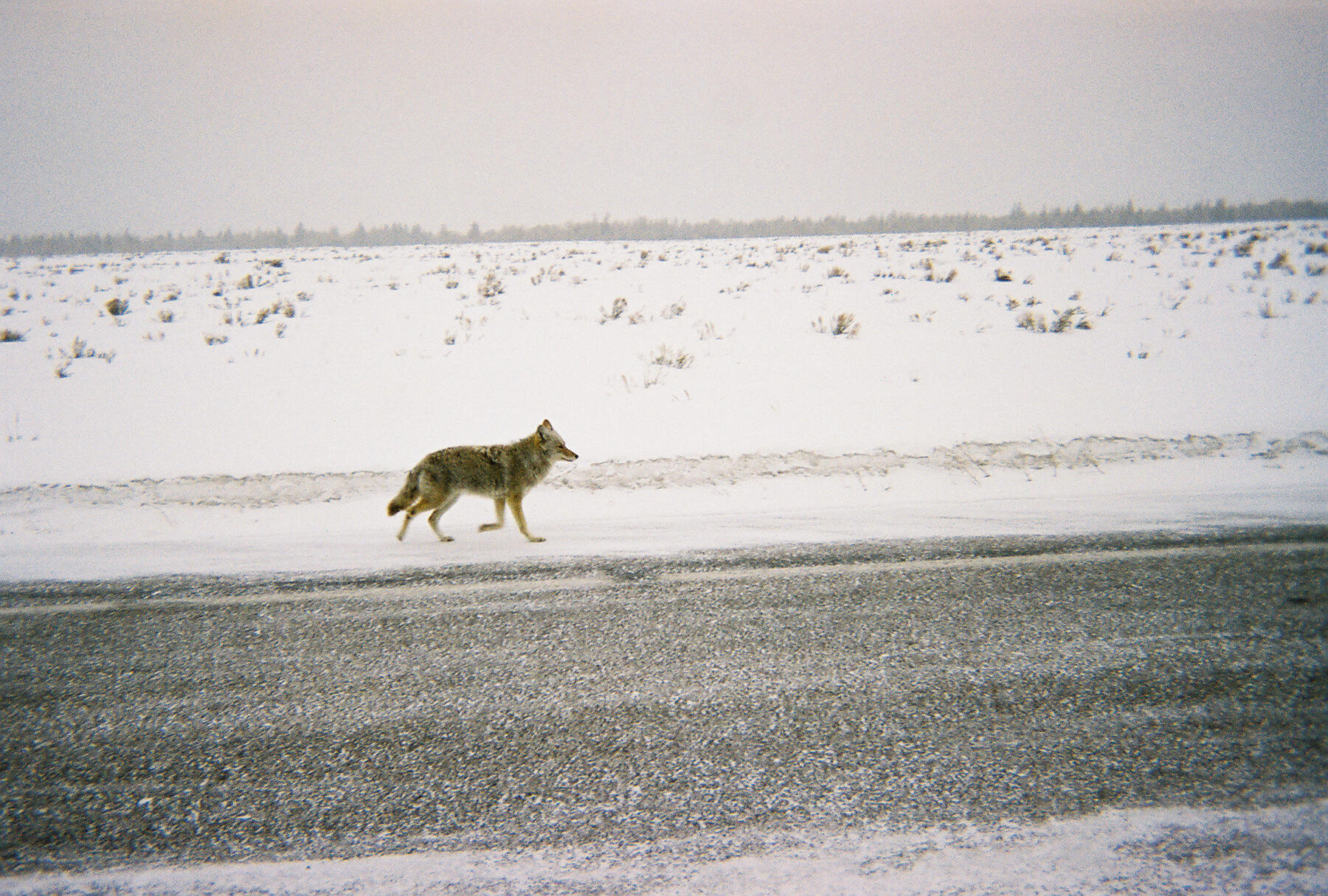 Wyoming wildlife